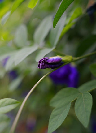 Magic Color-Changing Butterfly Pea Seeds –  Wellness Superflower