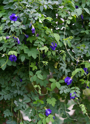 Magic Color-Changing Butterfly Pea Seeds –  Wellness Superflower