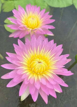 🔥 [7 days germination] Last Day Sale -49% OFF💐The Sacred Bonsai Bowl Lotus Flower