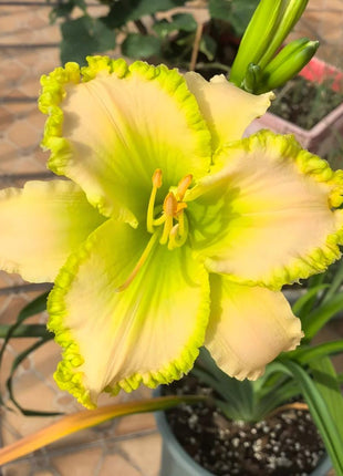 Large-Flowered Daylily Seeds-Big Bloom Garden Favorite