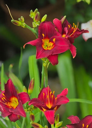 Large-Flowered Daylily Seeds-Big Bloom Garden Favorite
