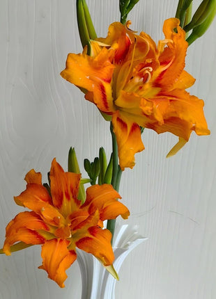Large-Flowered Daylily Seeds-Big Bloom Garden Favorite