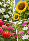 Biggest（Jasmine + Tall Sunflower + Zinnia + Cosmos） (10000+ seeds)