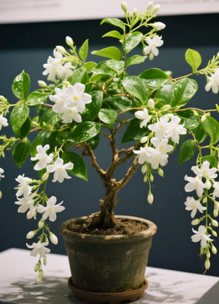 🌸 Last Day 49% OFF – Winter-Friendly Hanging Jasmine—Dreamy Indoor Flower🌿❄️-1