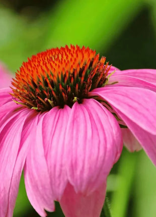 Purple Coneflower (Echinacea) – 100 Seeds