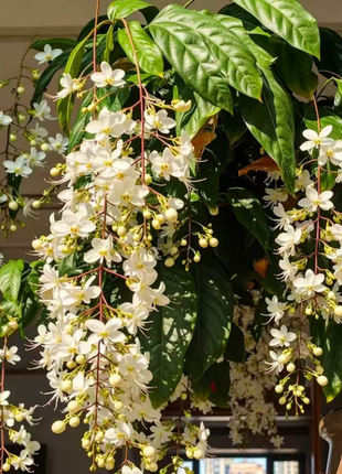 🌸 Last Day 49% OFF – Winter-Friendly Hanging Jasmine—Dreamy Indoor Flower🌿❄️