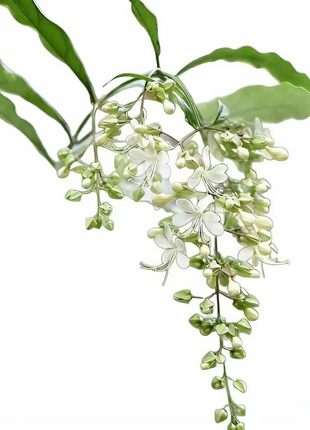 🌸 Last Day 49% OFF – Winter-Friendly Hanging Jasmine—Dreamy Indoor Flower🌿❄️-4