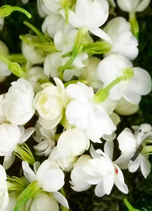 🌸 Last Day 49% OFF – Winter-Friendly Hanging Jasmine—Dreamy Indoor Flower🌿❄️-2