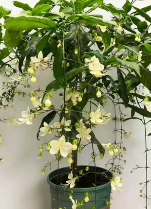 🌸 Last Day 49% OFF – Winter-Friendly Hanging Jasmine—Dreamy Indoor Flower🌿❄️-4