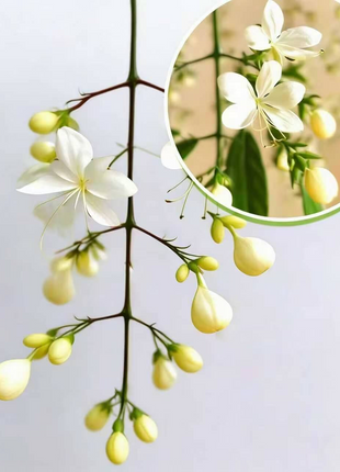 🌸 Last Day 49% OFF – Jasmine Seeds – 300 Seeds Value Pack
