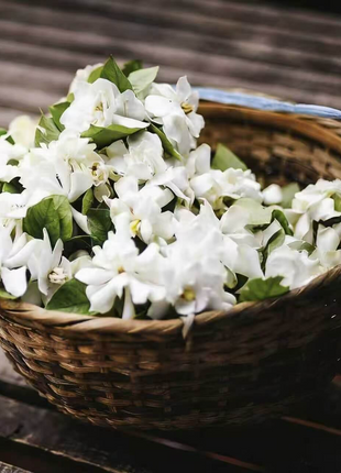 🌸 Last Day 49% OFF – Jasmine Seeds – 300 Seeds Value Pack