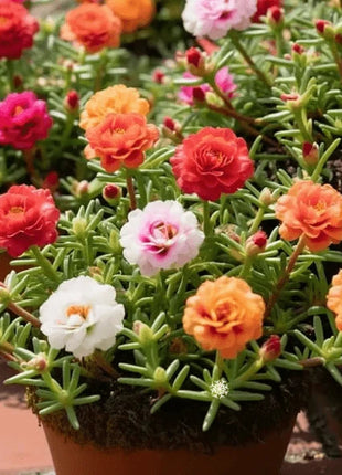 🌸 Double Flowered Moss Rose Seeds – 🌿Perennial Flower Seeds / Large Flowers / Easy to Grow