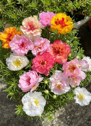🌸 Double Flowered Moss Rose Seeds – 🌿Perennial Flower Seeds / Large Flowers / Easy to Grow
