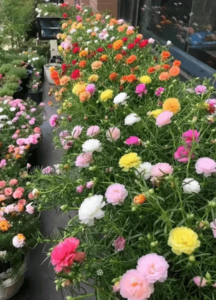 🌸 Double Flowered Moss Rose Seeds – 🌿Perennial Flower Seeds / Large Flowers / Easy to Grow