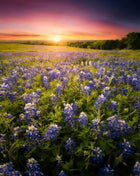 Texas Bluebonnet Lupine – 50 Seeds