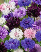1000 Pcs Tall Mixed Colors Cornflower