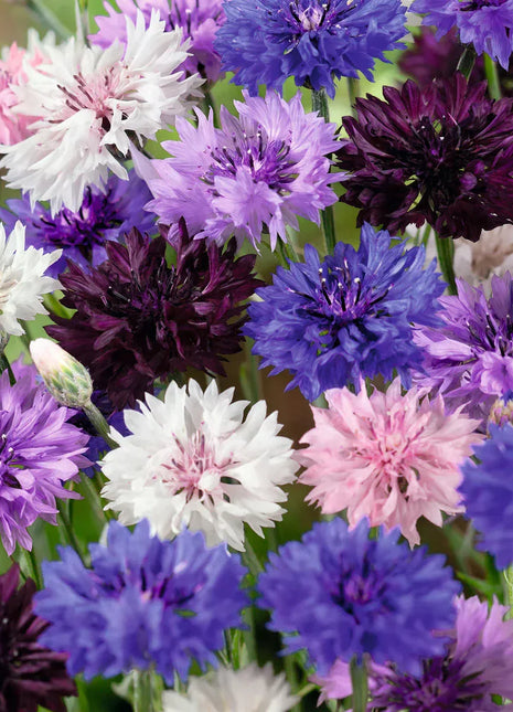 1000 Pcs Tall Mixed Colors Cornflower