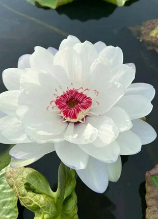 🔥 [7 days germination] Last Day Sale -49% OFF💐The Sacred Bonsai Bowl Lotus Flower