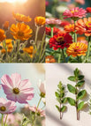 Marigold + Zinnia + Cosmos + Herbs — 10000+ Seeds