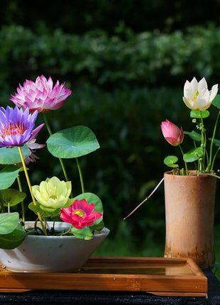 🔥 [7 days germination] Last Day Sale -49% OFF💐The Sacred Bonsai Bowl Lotus Flower