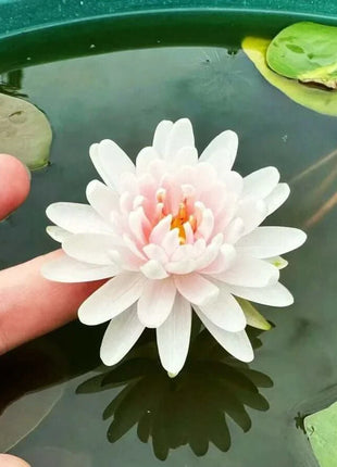 🔥 [7 days germination] Last Day Sale -49% OFF💐The Sacred Bonsai Bowl Lotus Flower