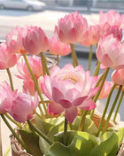🔥 [7 days germination] Last Day Sale -49% OFF💐The Sacred Bonsai Bowl Lotus Flower