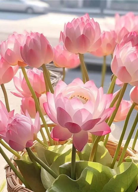 🔥 [7 days germination] Last Day Sale -49% OFF💐The Sacred Bonsai Bowl Lotus Flower