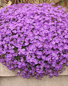 Purple Rockcress – 250 Seeds