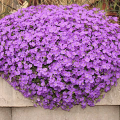 Collection image for: （Seeds）Heirloom Seeds