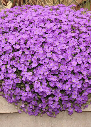 Purple Rockcress – 250 Seeds