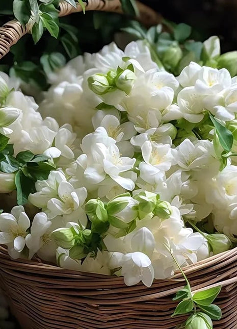 🌸 Last Day 49% OFF – Winter-Friendly Hanging Jasmine—Dreamy Indoor Flower🌿❄️-2