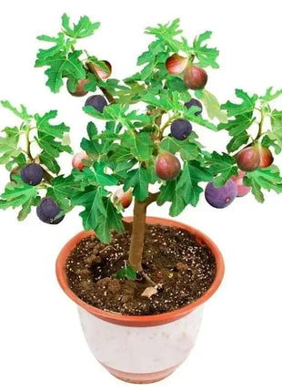 🔥Hot Sale 49% OFF🔥Mission Fig Tree Seeds