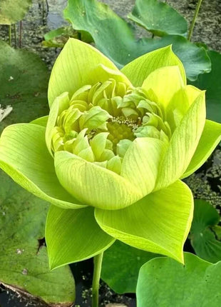 🔥 [7 days germination] Last Day Sale -49% OFF💐The Sacred Bonsai Bowl Lotus Flower
