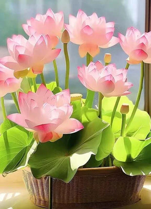 🔥 [7 days germination] Last Day Sale -49% OFF💐The Sacred Bonsai Bowl Lotus Flower