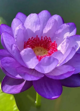 🔥 [7 days germination] Last Day Sale -49% OFF💐The Sacred Bonsai Bowl Lotus Flower