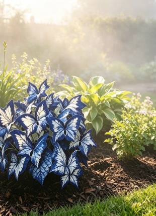 Butterfly Leaf Hosta Seeds-Unique ResemblingButterfly Wings-Shade-LovingPerennial for Garden Borders& Landscaping