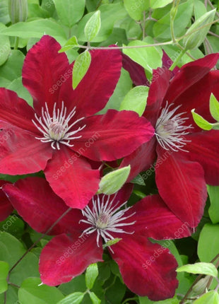 🌸 Clematis seeds - easy to grow✅ even beginners can easily handle it.