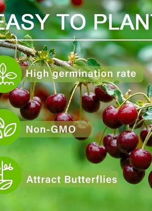 🍒 (New Harvest) Sweet Cherry Seeds 🌿Pre-Primed for High Germination (99% Germination)