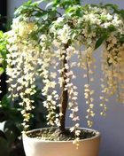 🌸 Last Day 49% OFF – Winter-Friendly Hanging Jasmine—Dreamy Indoor Flower🌿❄️/2