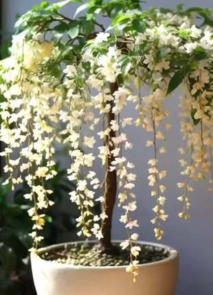 🌸 Last Day 49% OFF – Winter-Friendly Hanging Jasmine—Dreamy Indoor Flower🌿❄️/2