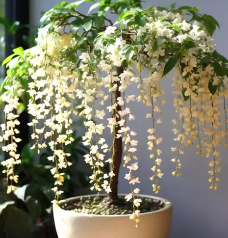 🌸 Last Day 49% OFF – Winter-Friendly Hanging Jasmine—Dreamy Indoor Flower🌿❄️-4