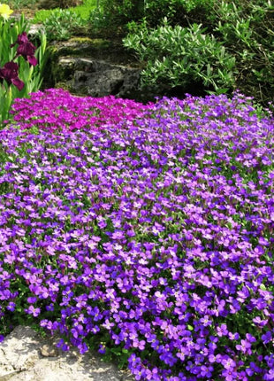 Purple Rockcress – 250 Seeds