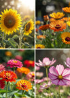 Marigold + Zinnia + Cosmos + Sunflower — 10000+ Seeds