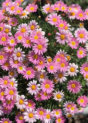 Last Day Sale - 60% OFF🌱 Pest Killer-Pyrethrum Daisy Seeds - Mixed Color