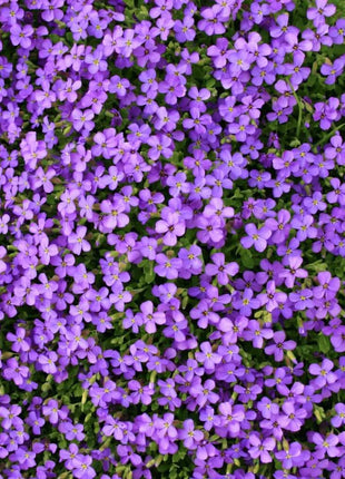 Purple Rockcress – 250 Seeds