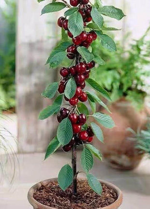 🍒 (New Harvest) Sweet Cherry Seeds 🌿Pre-Primed for High Germination (99% Germination)
