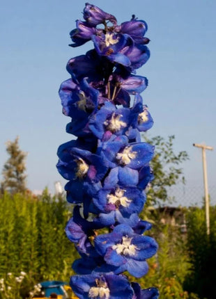Delphinium Seeds - Pacific Giant Series