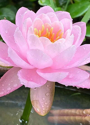 🔥 [7 days germination] Last Day Sale -49% OFF💐The Sacred Bonsai Bowl Lotus Flower