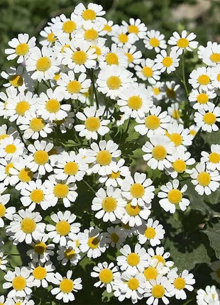 Last Day Sale - 60% OFF🌱 Pest Killer-Pyrethrum Daisy Seeds - Mixed Color