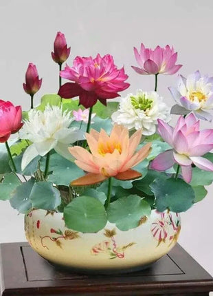 🔥 [7 days germination] Last Day Sale -49% OFF💐The Sacred Bonsai Bowl Lotus Flower